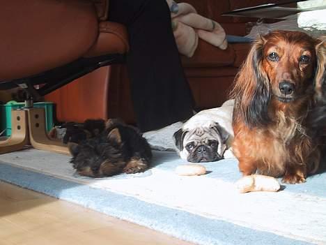 Gravhund sussie - jeg , nadia og simba i solskinet billede 9