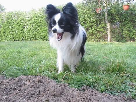 Papillon mikey billede 11