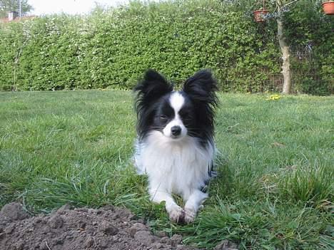 Papillon mikey billede 12