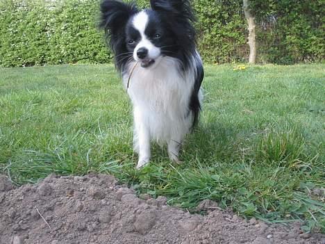 Papillon mikey billede 14