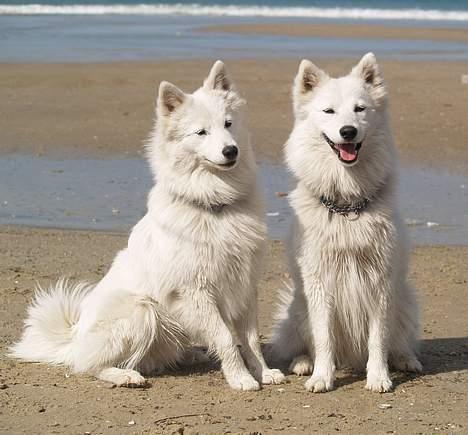 Dansk Spids Elvis - Elvis& storebror Miki billede 18