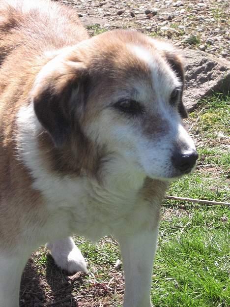 Blanding af racer Bobbi *død 27 April 07* billede 20