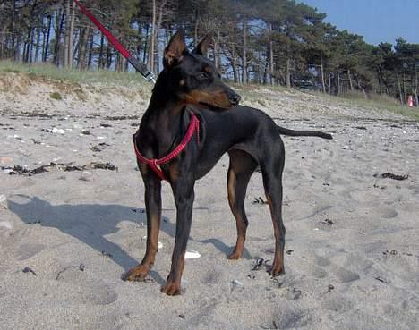 Engelsk toy terrier Fifi Gong Gong    - På stranden.. Kigger mig omkring efter "strandløverne" billede 18