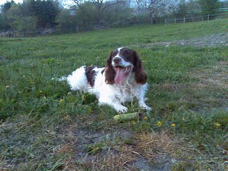 Engelsk springer spaniel Balder - her ligger han er han ikke dejlig.... billede 1