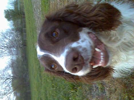 Engelsk springer spaniel Balder - elsk mig for jeg elsker dig.....hehe ej bare tag billeder af mig så er jeg glad...hehe billede 2