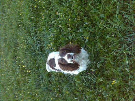 Engelsk springer spaniel Balder - kom og leg..... billede 3