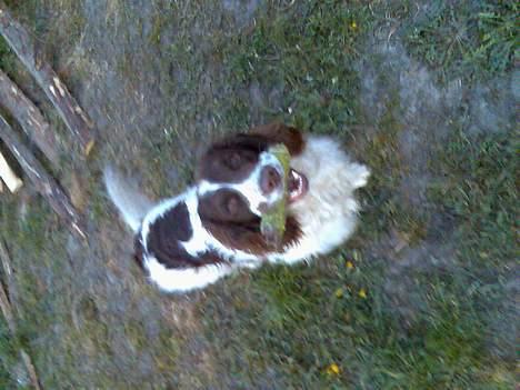 Engelsk springer spaniel Balder - lækker lækker lækker lækker hehe....total fotogen billede 4