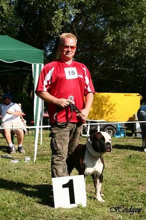 Amerikansk bulldog victor - de 2 tykke til udstilling i tyskland(morten & victor) billede 1