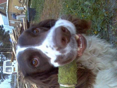 Engelsk springer spaniel Balder - haha det er bare min.... billede 5