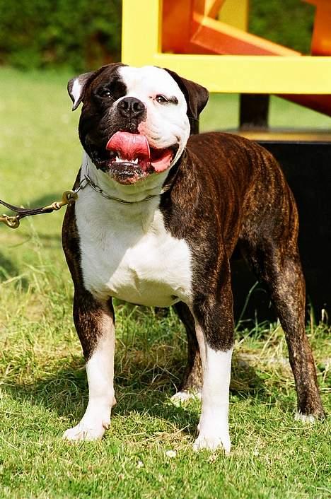 Amerikansk bulldog victor billede 3