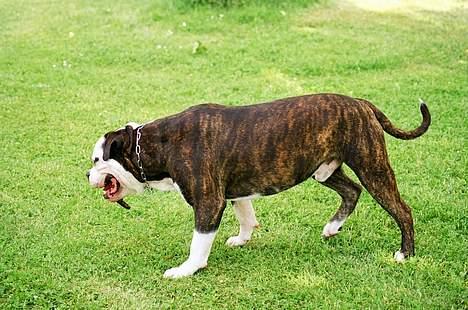 Amerikansk bulldog victor billede 7