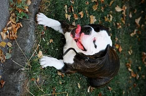 Amerikansk bulldog victor billede 8