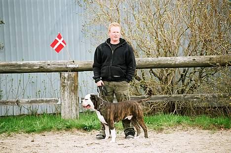Amerikansk bulldog victor billede 9