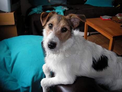 Blanding af racer Bella ~ Savnet :'( ~ - Hej med dig! Dette er min super seje profil :) billede 1