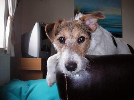 Blanding af racer Bella ~ Savnet :'( ~ - Kuk kuk! Er jeg i skærmen?! billede 2