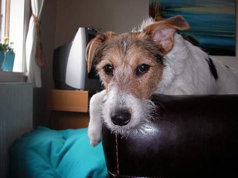 Blanding af racer Bella ~ Savnet :'( ~ - Hvad så nu?! Du keder mig! billede 3