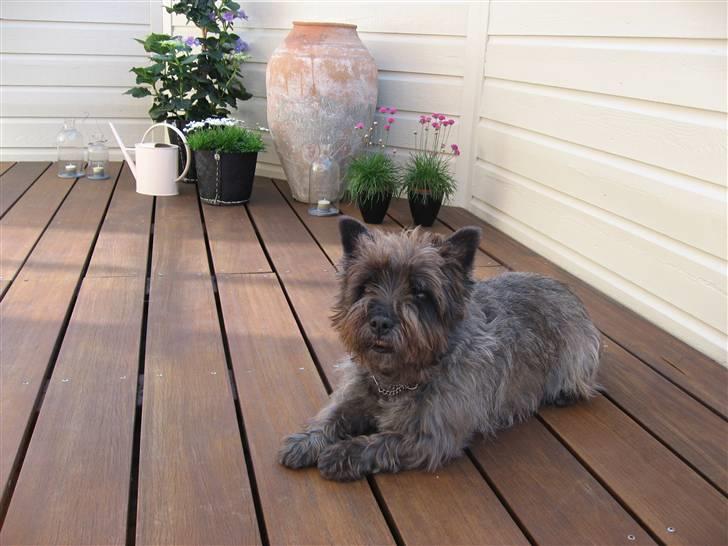 Cairn terrier Timon billede 11