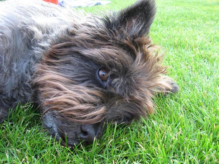Cairn terrier Timon billede 12