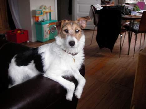 Blanding af racer Bella ~ Savnet :'( ~ - Nå, er du dér igen? Jamen hej så! :) billede 5