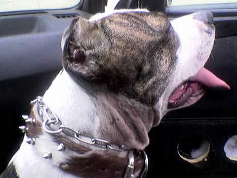 Amerikansk staffordshire terrier Amy *R.I.P* - Ude og køre bil :) billede 1