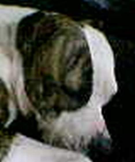 Amerikansk staffordshire terrier Amy *R.I.P* billede 2