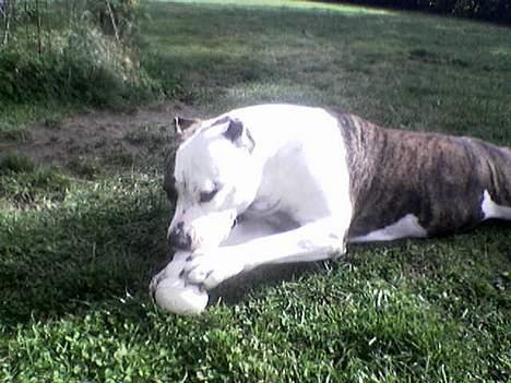 Amerikansk staffordshire terrier Amy *R.I.P* billede 3