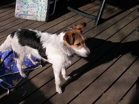 Blanding af racer Bella ~ Savnet :'( ~ - Bella på tarressen... billede 6