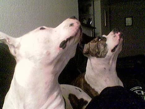 Amerikansk staffordshire terrier Amy *R.I.P* - Trutte & Banditten kigger på stjerner..heh billede 4