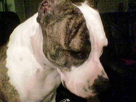 Amerikansk staffordshire terrier Amy *R.I.P* billede 5
