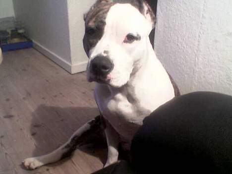 Amerikansk staffordshire terrier Amy *R.I.P* billede 6