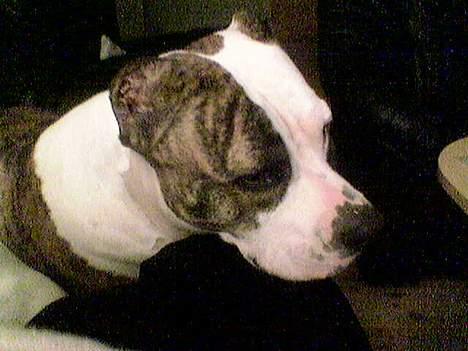 Amerikansk staffordshire terrier Amy *R.I.P* - Ligger lig og putter med mor :) billede 7