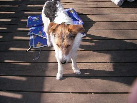 Blanding af racer Bella ~ Savnet :'( ~ - Er lidt træt.. Slapper af.. billede 7