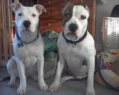 Amerikansk staffordshire terrier Amy *R.I.P* - De to modeller :) Trutte & Bandit billede 8
