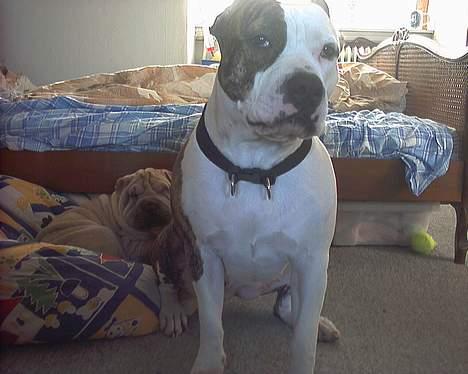 Amerikansk staffordshire terrier Amy *R.I.P* - Passer lig på lillesøster Mischa :) billede 9