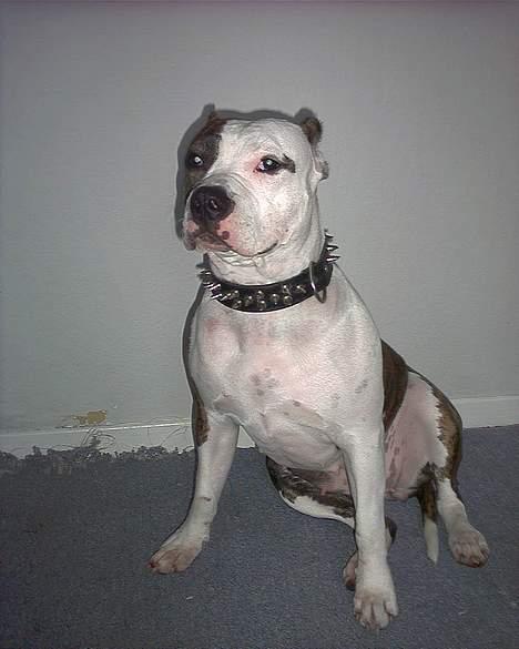 Amerikansk staffordshire terrier Amy *R.I.P* - Se hvor cool jeg ser ud..hehe billede 10