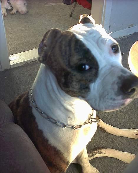 Amerikansk staffordshire terrier Amy *R.I.P* - Laver du mor..S billede 11