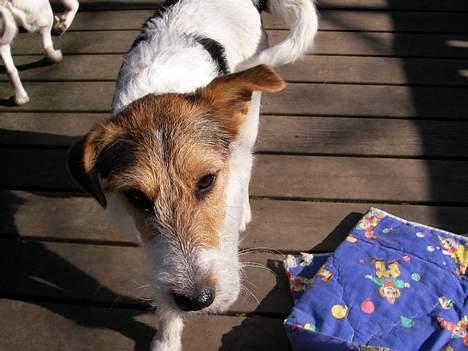 Blanding af racer Bella ~ Savnet :'( ~ - Hey kom her! billede 8