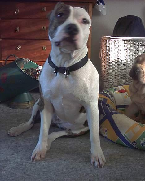 Amerikansk staffordshire terrier Amy *R.I.P* billede 12