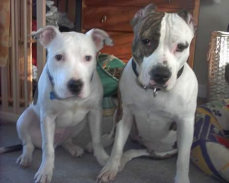 Amerikansk staffordshire terrier Amy *R.I.P* - Hi hi sidder lig med brormand,og leger model.. billede 13