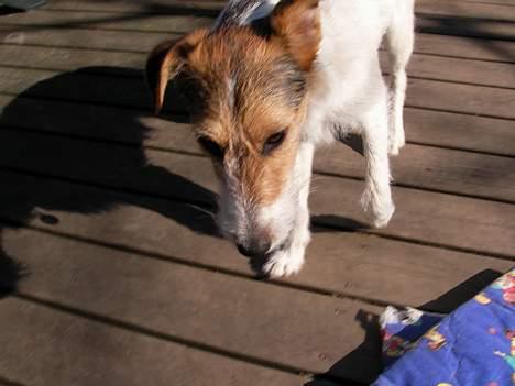 Blanding af racer Bella ~ Savnet :'( ~ - Hvad var det for en lyd? Hm.. billede 9