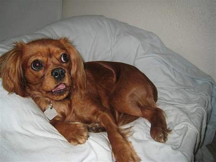Cavalier king charles spaniel Donna - donna billede 1