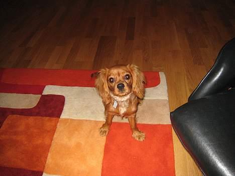Cavalier king charles spaniel Donna - donna billede 2