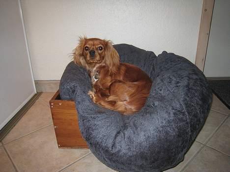 Cavalier king charles spaniel Donna - donna billede 3