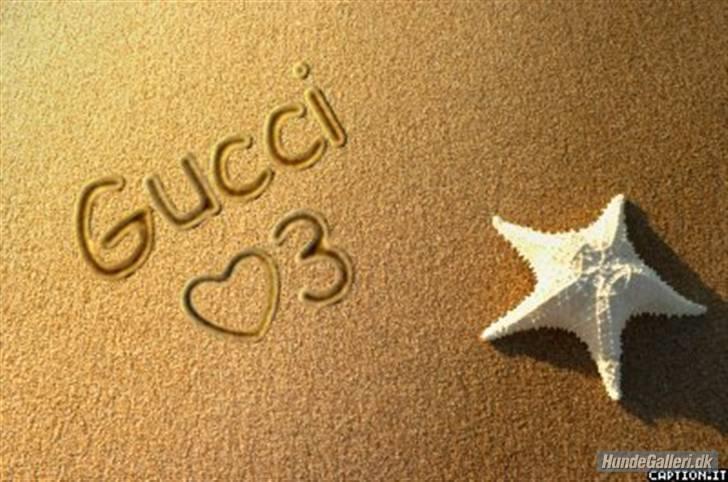 Chihuahua Gucci Baby<3 - Hun er desværre lidt bange for at få taget billeder, hun er helt ny for os(: billede 1