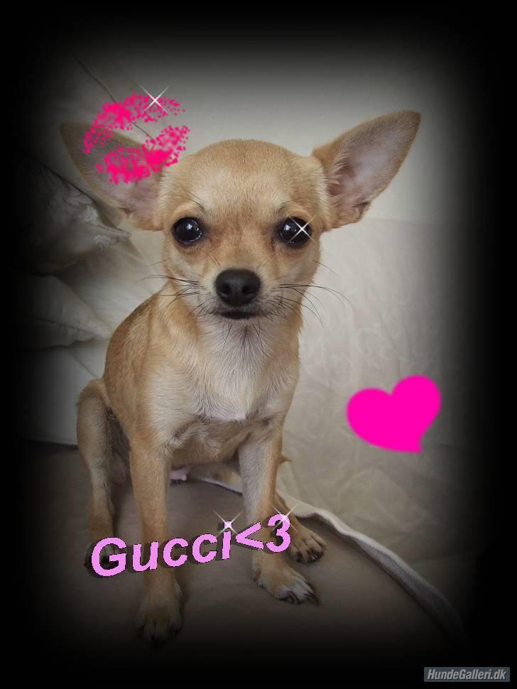 Chihuahua Gucci Baby<3 - Fint billede(; Lavet af en pige herinde(; billede 2