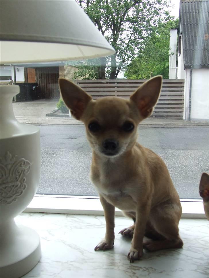 Chihuahua Gucci Baby<3 billede 3