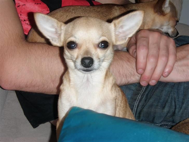 Chihuahua Gucci Baby<3 - Uhh godmorgen ;D Gucci i baggrunden billede 4