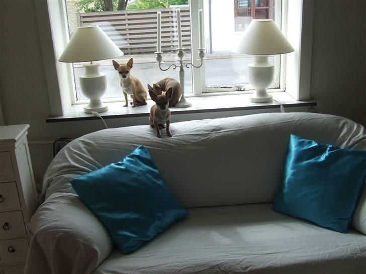 Chihuahua Gucci Baby<3 - her sidder vi altid og tager sol;D umm billede 5