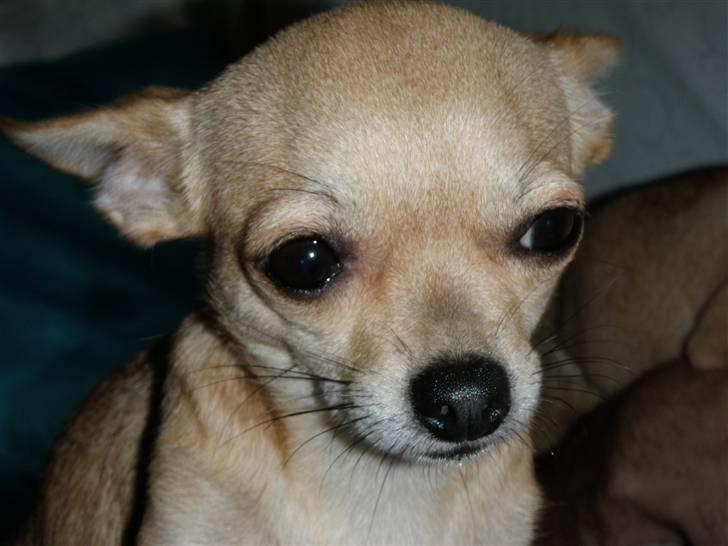 Chihuahua Gucci Baby<3 billede 6