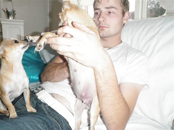 Chihuahua Gucci Baby<3 - en meget højgravid baby(; billede 7